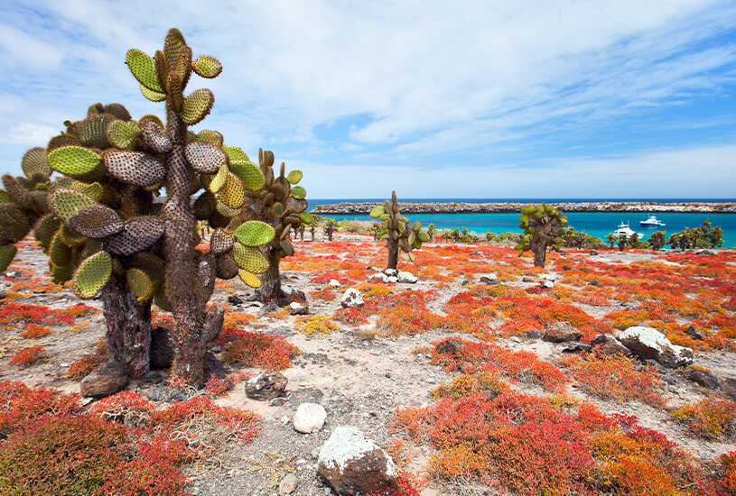 South Plaza, Galapagos Islands